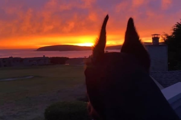 House sit in Bodega Bay, CA, US