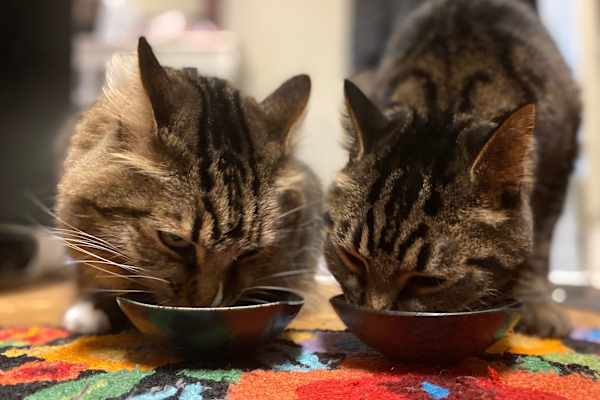 House sit in Mission Viejo, CA, US