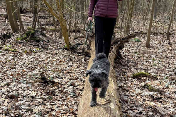 House sit in Hannover, Germany