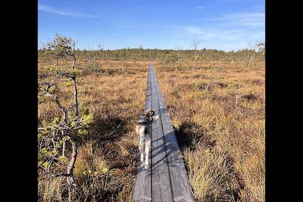 House sit in Riga, Latvia