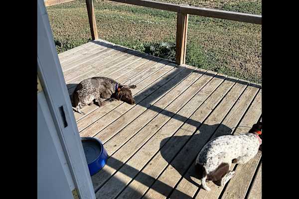 House sit in Newcastle, WY, US