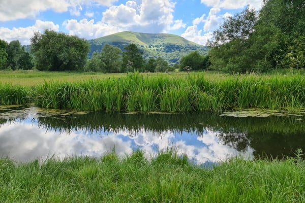 House sit in Abergavenny, United Kingdom