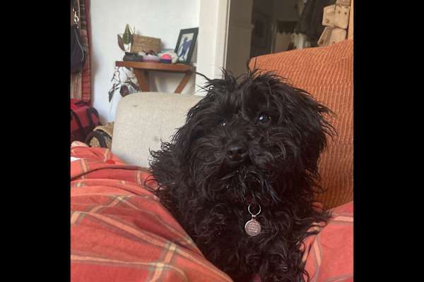 House sit in Totnes, United Kingdom