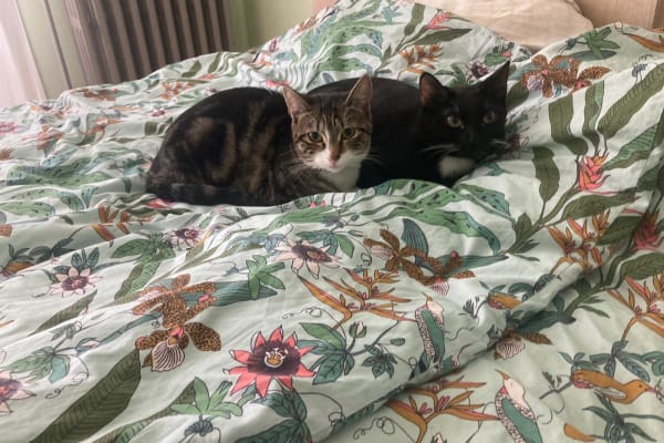 House sit in Annecy, France