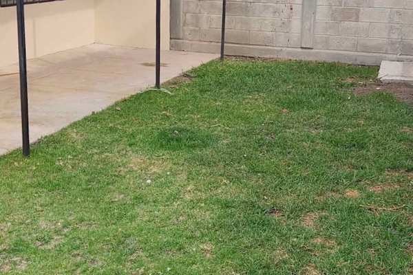 House sit in Guadalajara, Mexico