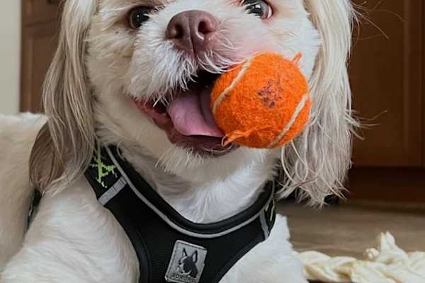 House sit in Myrtle Beach, SC, US