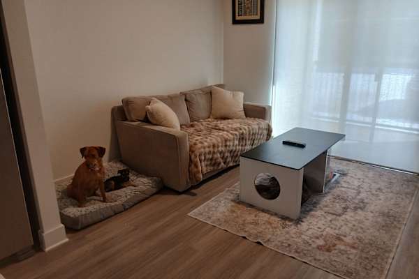 House sit in Denton, TX, US