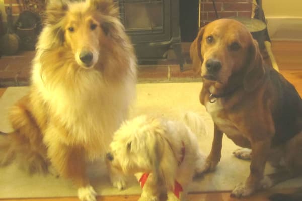 House sit in Digby, NS, Canada