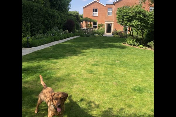 House sit in Newbury, United Kingdom