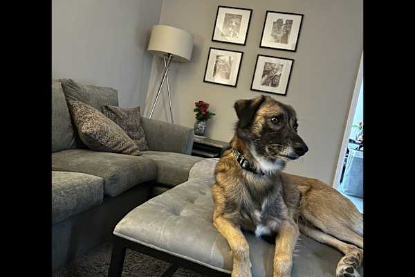 House sit in Crewe, United Kingdom