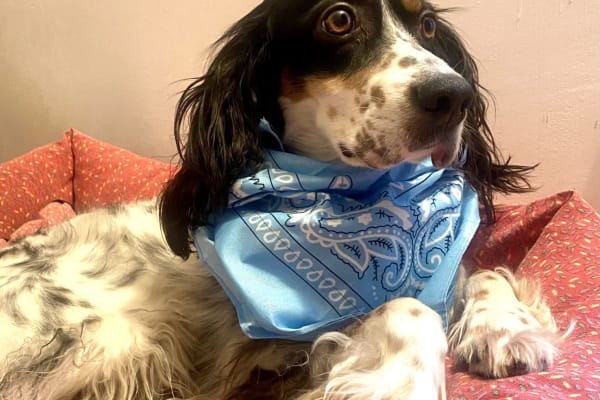 House sit in Santander, Spain