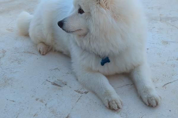 House sit in Murcia, Spain