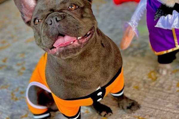 House sit in Gold Coast, QLD, Australia