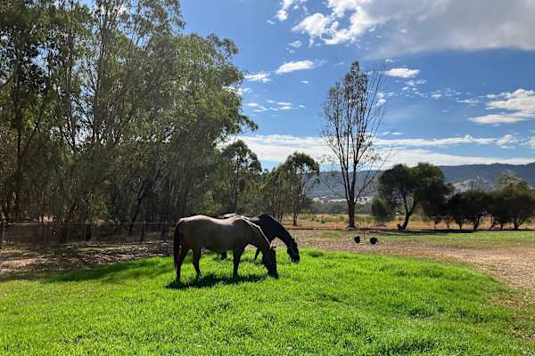 House sit in Seymour, VIC, Australia