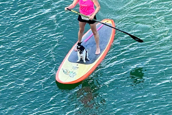 House sit in Honolulu, HI, US