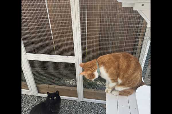 House sit in New Westminster, BC, Canada