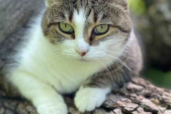 House sit in Lexington-Fayette, KY, US