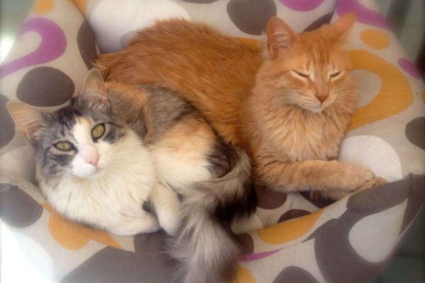 House sit in Barcelona, Spain