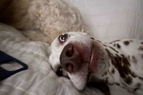 House sit in Genève, Switzerland