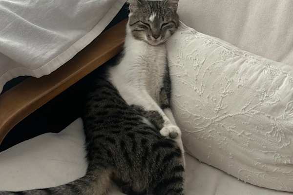 House sit in Las Rozas de Madrid, Spain