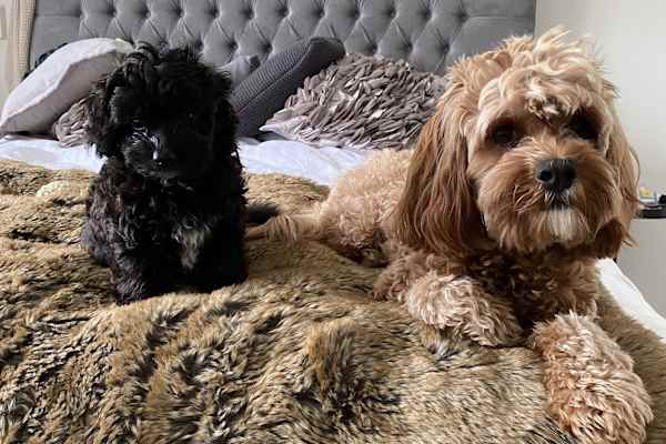 House sit in Gold Coast, QLD, Australia