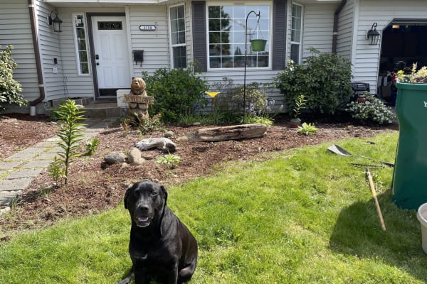 House sit in Tacoma, WA, US