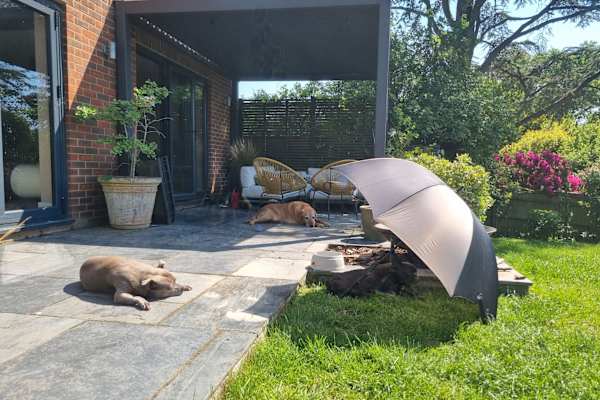 House sit in Sedlescombe, United Kingdom