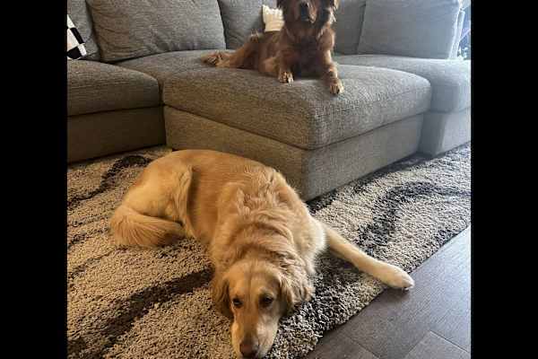 House sit in St. Petersburg, FL, US
