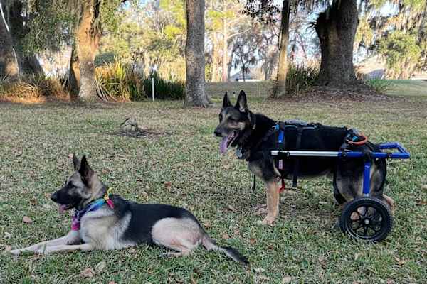 House sit in Sebring, FL, US