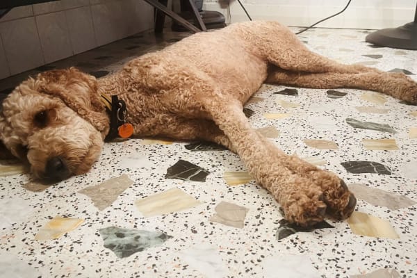 House sit in Fremantle City, WA, Australia