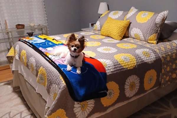 House sit in Youngstown, OH, US