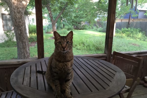 House sit in Austin, TX, US