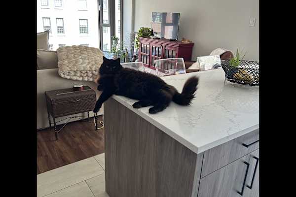 House sit in Chicago, IL, US