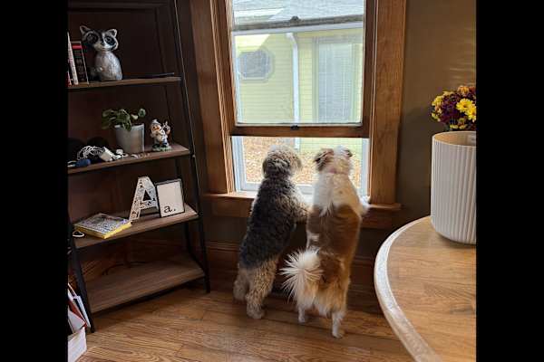 House sit in Fort Collins, CO, US