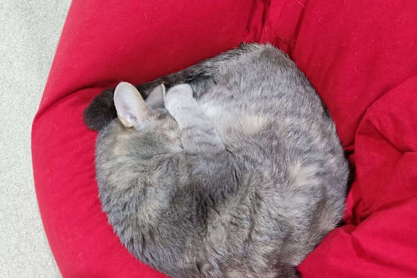 House sit in Auckland, New Zealand