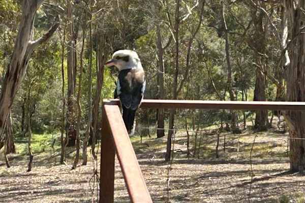 House sit in Beremboke, VIC, Australia