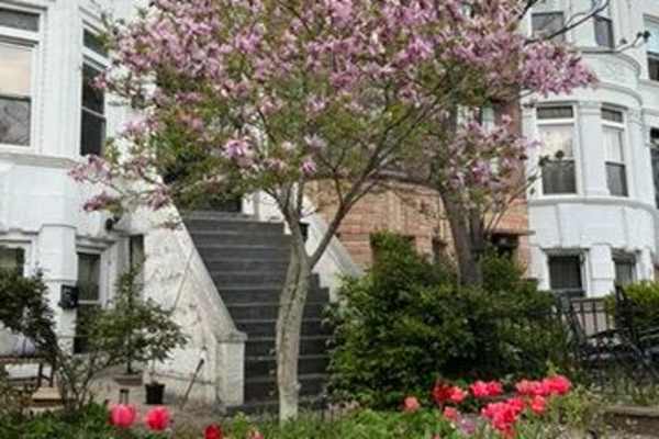 House sit in Brooklyn, NY, US