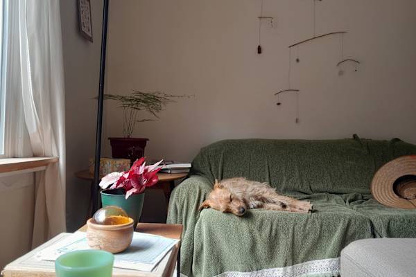 House sit in Port Townsend, WA, US