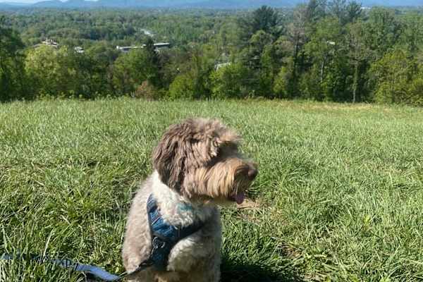 House sit in Asheville, NC, US