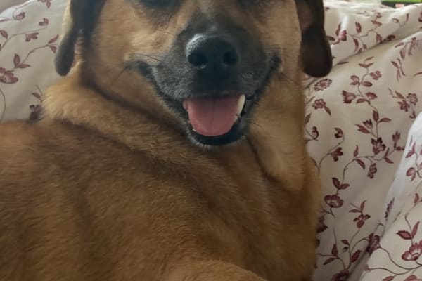 House sit in Cardiff, United Kingdom