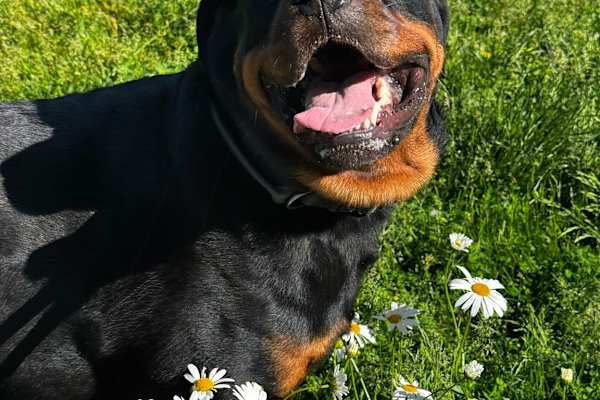 House sit in Toronto, ON, Canada