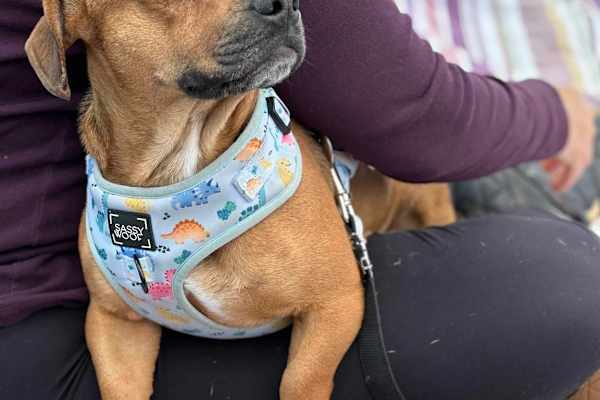 House sit in Lafayette, CO, US