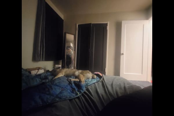 House sit in Berkeley, CA, US