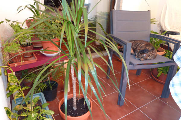 House sit in Carcavelos, Portugal