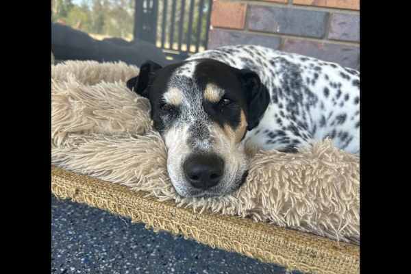 House sit in Fernvale, QLD, Australia