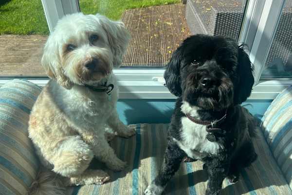 House sit in Amersham, United Kingdom