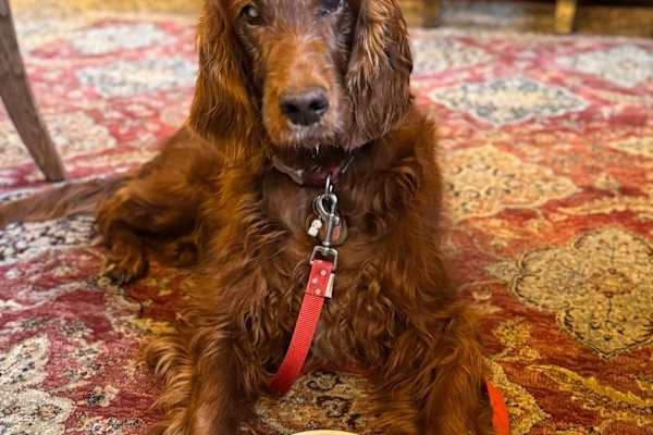 House sit in Farnham, United Kingdom