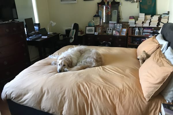 House sit in Melbourne, VIC, Australia