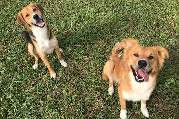 House sit in Charlottesville, VA, US