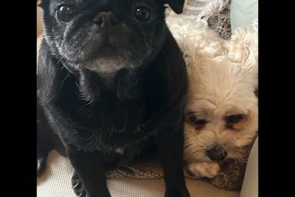 House sit in Billingshurst, United Kingdom